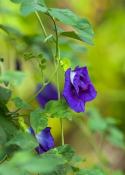 Sow Exotic Butterfly Pea (Clitoria Ternatea)