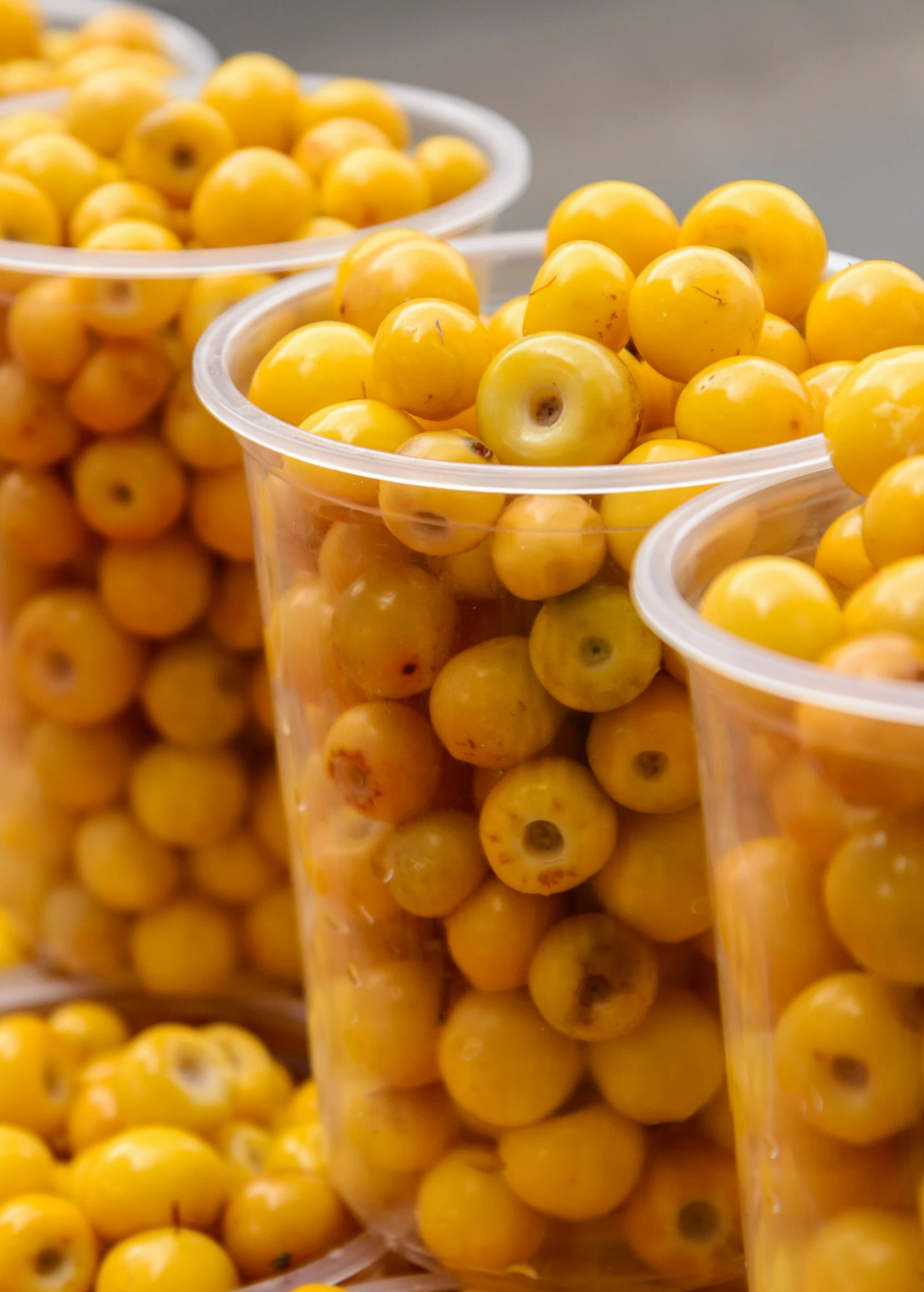 Sow Exotic Nance (Byrsonima Crassifolia) Tropical Fruit & Spice Trees 4 Sow Exotic Nance (Byrsonima Crassifolia) Tropical Fruit & Spice Trees