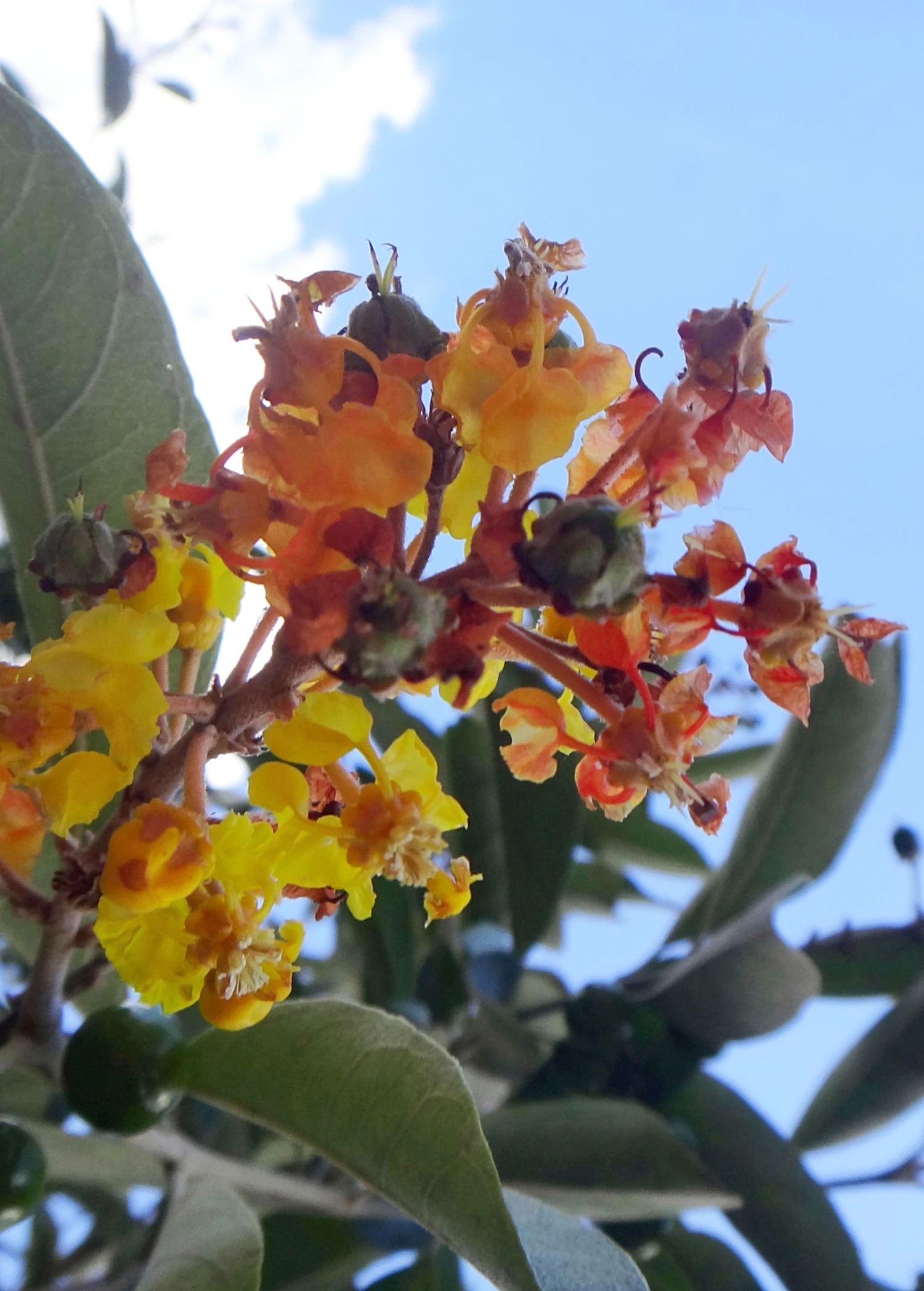 Sow Exotic Nance (Byrsonima Crassifolia) Tropical Fruit & Spice Trees 1 Sow Exotic Nance (Byrsonima Crassifolia) Tropical Fruit & Spice Trees