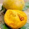 Sow Exotic Canistel 'Arue' (Pouteria Campechiana) Tropical Fruit & Spice Trees