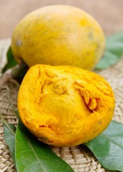 Sow Exotic Canistel 'Bruce' (Pouteria Campechiana)