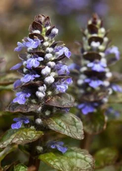 Sow Exotic Medicinal & Culinary Herbs Chocolate Chip Bugleweed (Ajuga)