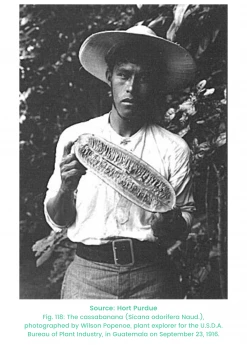 Sow Exotic Tropical Fruit & Spice Trees Cassabanana (Sicana Odorifera)