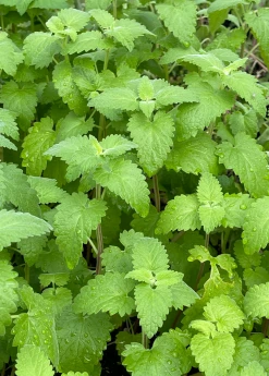Sow Exotic Catnip (Nepeta Cataria)