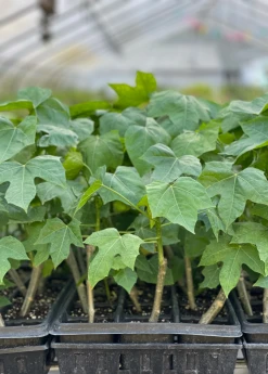 Sow Exotic Medicinal & Culinary Herbs Chaya, Mexican Tree Spinach (Cnidoscolus Aconitifolius)