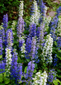 Sow Exotic Medicinal & Culinary Herbs Chocolate Chip Bugleweed (Ajuga)