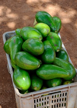 Sow Exotic Avocado 'Choquette' (Persia Americana) Tropical Fruit & Spice Trees