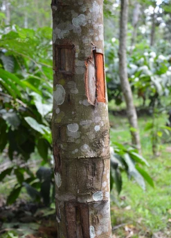 Sow Exotic Cinnamon (Cinnamomum Verum) Tropical Fruit & Spice Trees