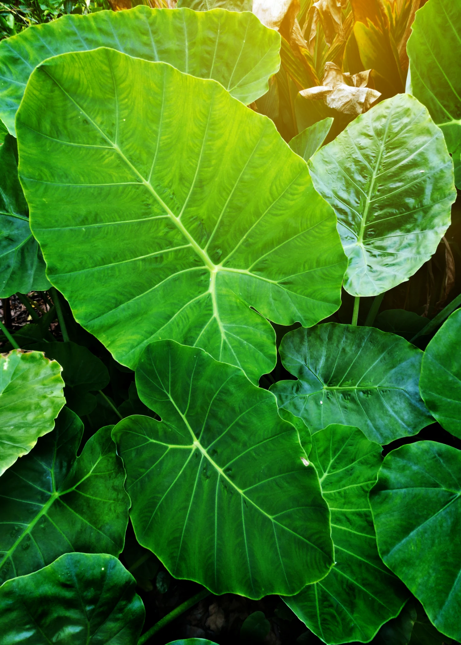 Sow Exotic Medicinal & Culinary Herbs Taro 'Chinese Bun Long' (Colocasia Esculenta) 5 Sow Exotic Medicinal & Culinary Herbs Taro 'Chinese Bun Long' (Colocasia Esculenta)