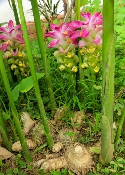 Sow Exotic Turmeric, White (Curcuma Zedoaria)