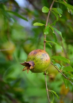 Sow Exotic Pomegranate 'Vietnamese Pink' (Punica Granatum) Tropical Fruit & Spice Trees