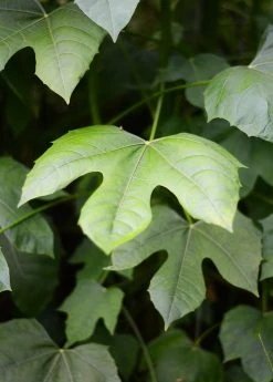 Sow Exotic Medicinal & Culinary Herbs Chaya, Mexican Tree Spinach (Cnidoscolus Aconitifolius)