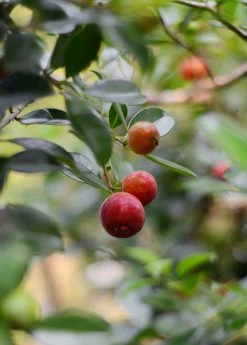 Sow Exotic Tropical Fruit & Spice Trees Guava, Strawberry (Psidium Cattleianum)