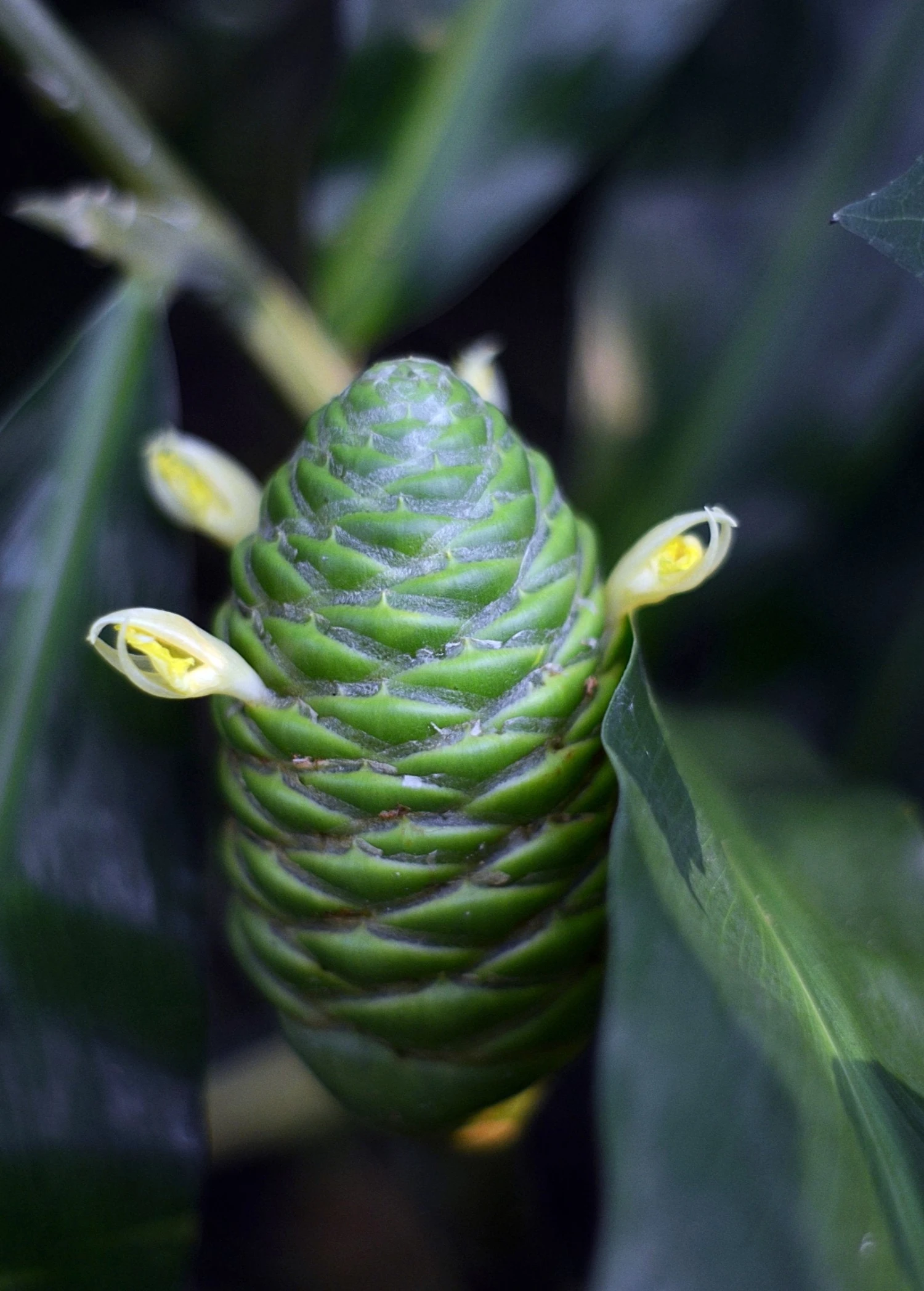 Sow Exotic New Arrivals Awapuhi Shampoo Ginger Flower Cones 2 Sow Exotic New Arrivals Awapuhi Shampoo Ginger Flower Cones