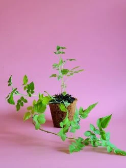 Sow Exotic Raspberry 'Mysore' (Rubus Niveus) Rare Fruiting Plants