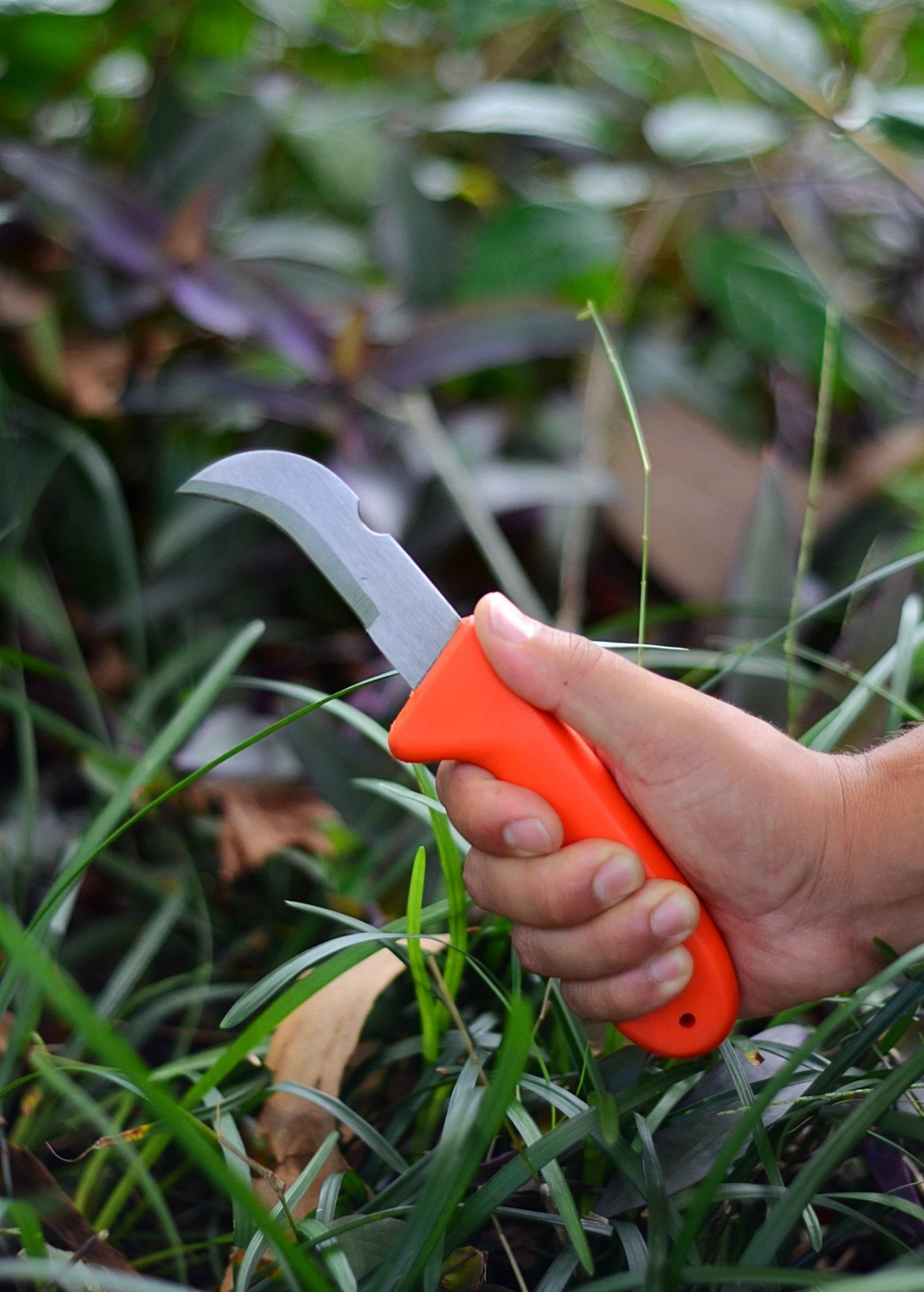 Sow Exotic Hawkbill Knife Garden Tools 1 Sow Exotic Hawkbill Knife Garden Tools