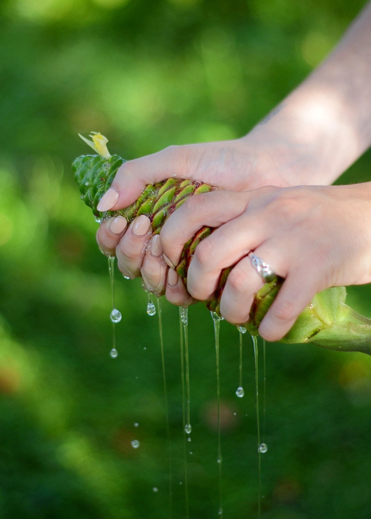 Sow Exotic New Arrivals Awapuhi Shampoo Ginger Flower Cones 1 Sow Exotic New Arrivals Awapuhi Shampoo Ginger Flower Cones