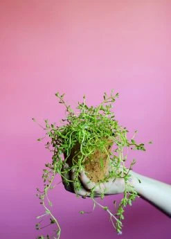 Sow Exotic Medicinal & Culinary Herbs Brahmi (Bacopa Monnieri)