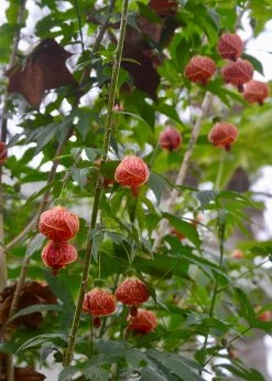 Sow Exotic Flowering Maple (Abutilon Pictum)