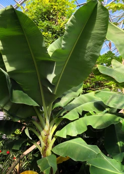 Sow Exotic Tropical Fruit & Spice Trees Banana 'Dwarf Cavendish' (Musa Acuminata) 5 Sow Exotic Tropical Fruit & Spice Trees Banana 'Dwarf Cavendish' (Musa Acuminata)