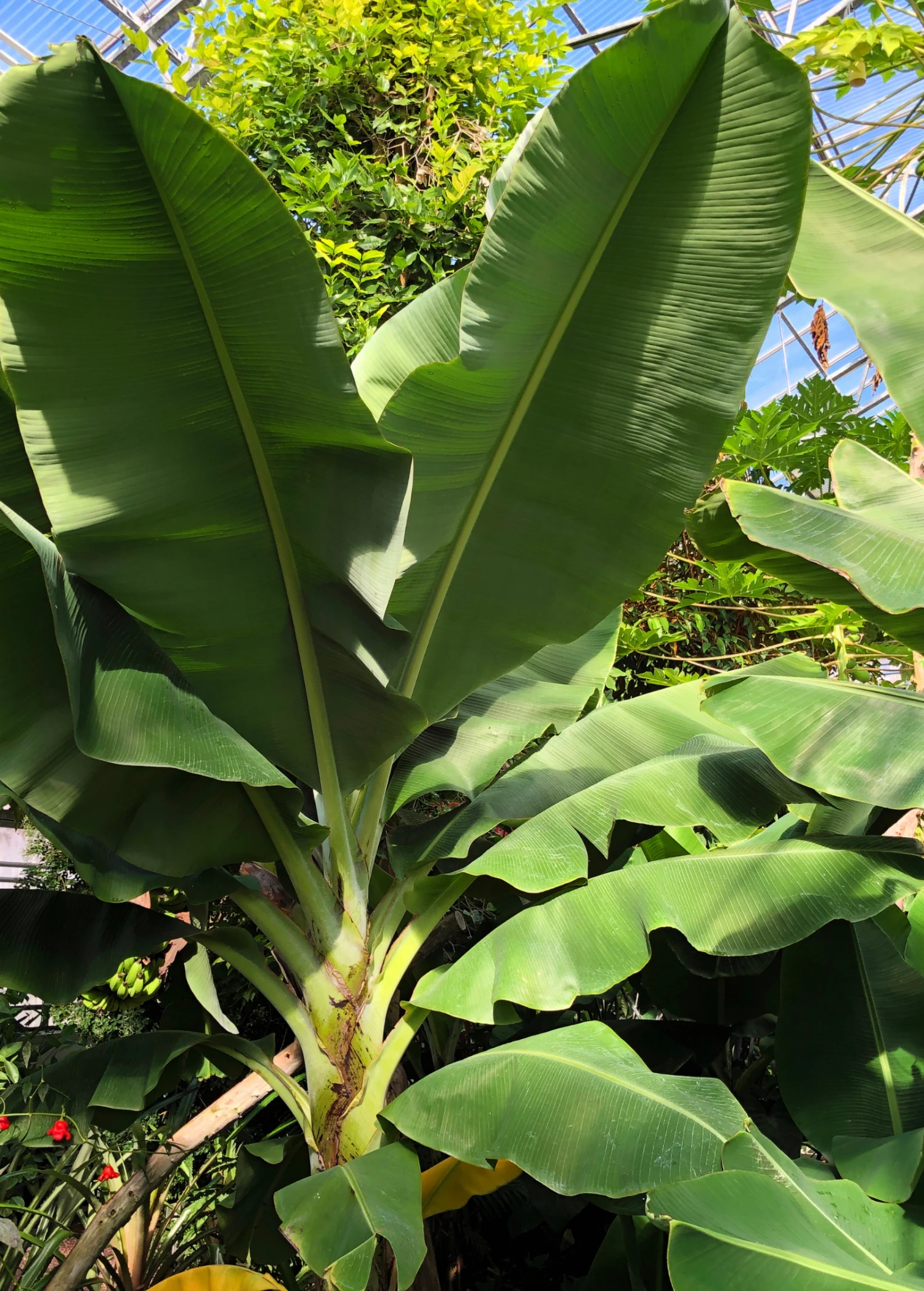 Sow Exotic Tropical Fruit & Spice Trees Banana 'Dwarf Cavendish' (Musa Acuminata) 3 Sow Exotic Tropical Fruit & Spice Trees Banana 'Dwarf Cavendish' (Musa Acuminata)