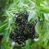 Sow Exotic Elderberry, Florida Native (Sambucus Canadensis) Medicinal & Culinary Herbs