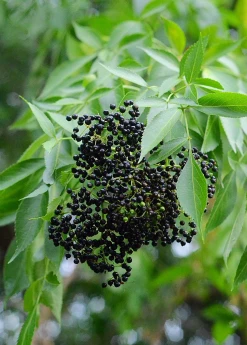 Sow Exotic Elderberry, Florida Native (Sambucus Canadensis) Medicinal & Culinary Herbs