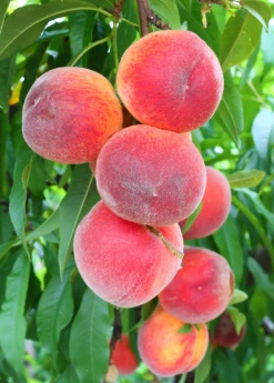 Sow Exotic Peach 'Florida Grande' (Prunus Persica)