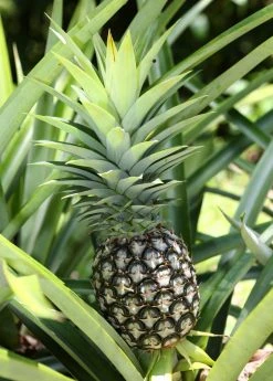 Sow Exotic Pineapple 'White Jade' (Ananas Comosus) Rare Fruiting Plants