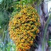 Sow Exotic Jelly Palm (Butia Capitata)
