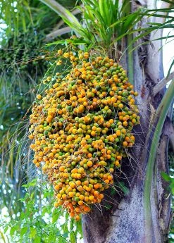 Sow Exotic Jelly Palm (Butia Capitata)