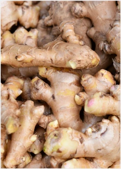 Sow Exotic Ginger, Yellow (Zingiber Officinale) Medicinal & Culinary Herbs 7 Sow Exotic Ginger, Yellow (Zingiber Officinale) Medicinal & Culinary Herbs