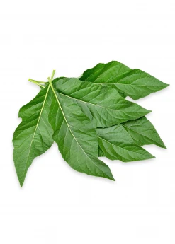 Sow Exotic Bitter Leaf Tree (Gymnanthemum Extensum)