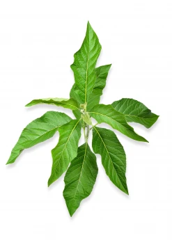 Sow Exotic Bitter Leaf Tree (Gymnanthemum Extensum)