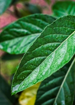 Sow Exotic Bitter Leaf Tree (Gymnanthemum Extensum)
