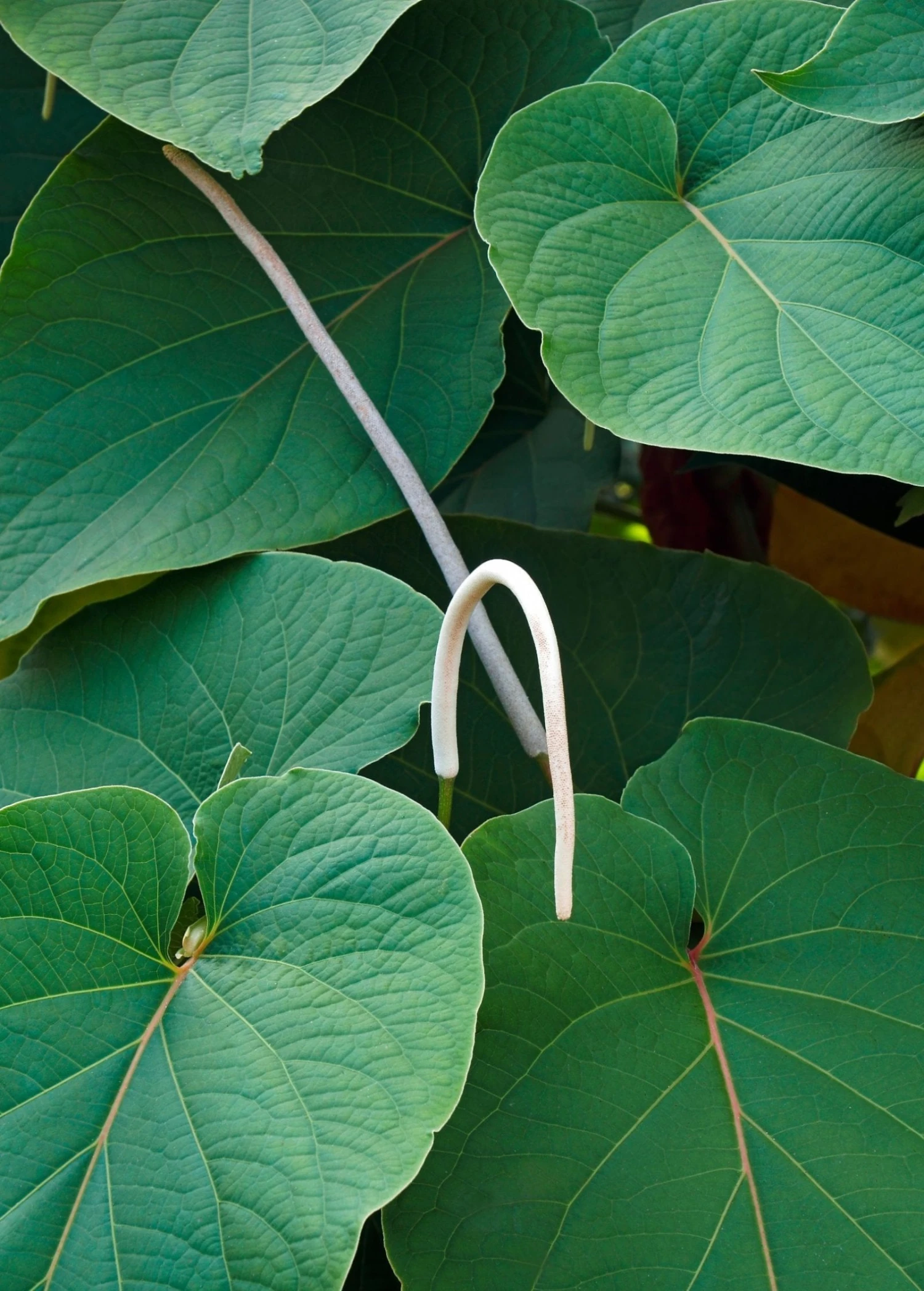 Sow Exotic Medicinal & Culinary Herbs Hoja Santa (Piper Auritum) 1 Sow Exotic Medicinal & Culinary Herbs Hoja Santa (Piper Auritum)