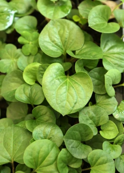 Sow Exotic Medicinal & Culinary Herbs Giâp Cá, Fish Mint (Houttuynia Cordata) 7 Sow Exotic Medicinal & Culinary Herbs Giâp Cá, Fish Mint (Houttuynia Cordata)