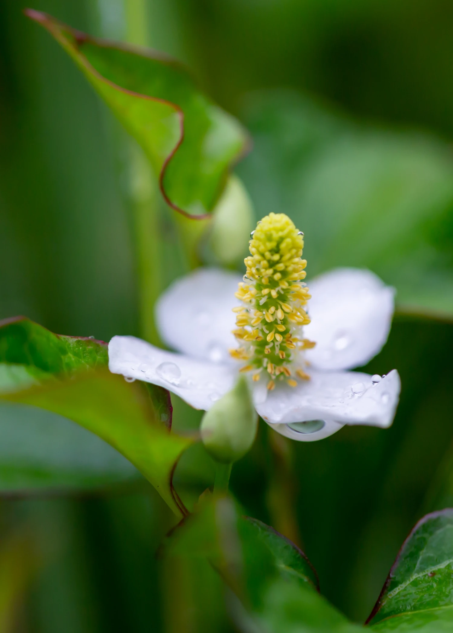 Sow Exotic Medicinal & Culinary Herbs Giâp Cá, Fish Mint (Houttuynia Cordata) 2 Sow Exotic Medicinal & Culinary Herbs Giâp Cá, Fish Mint (Houttuynia Cordata)