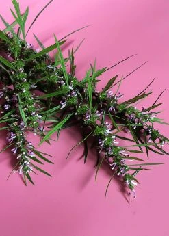 Sow Exotic Medicinal & Culinary Herbs Siberian Motherwort (Leonurus Sibiricus)