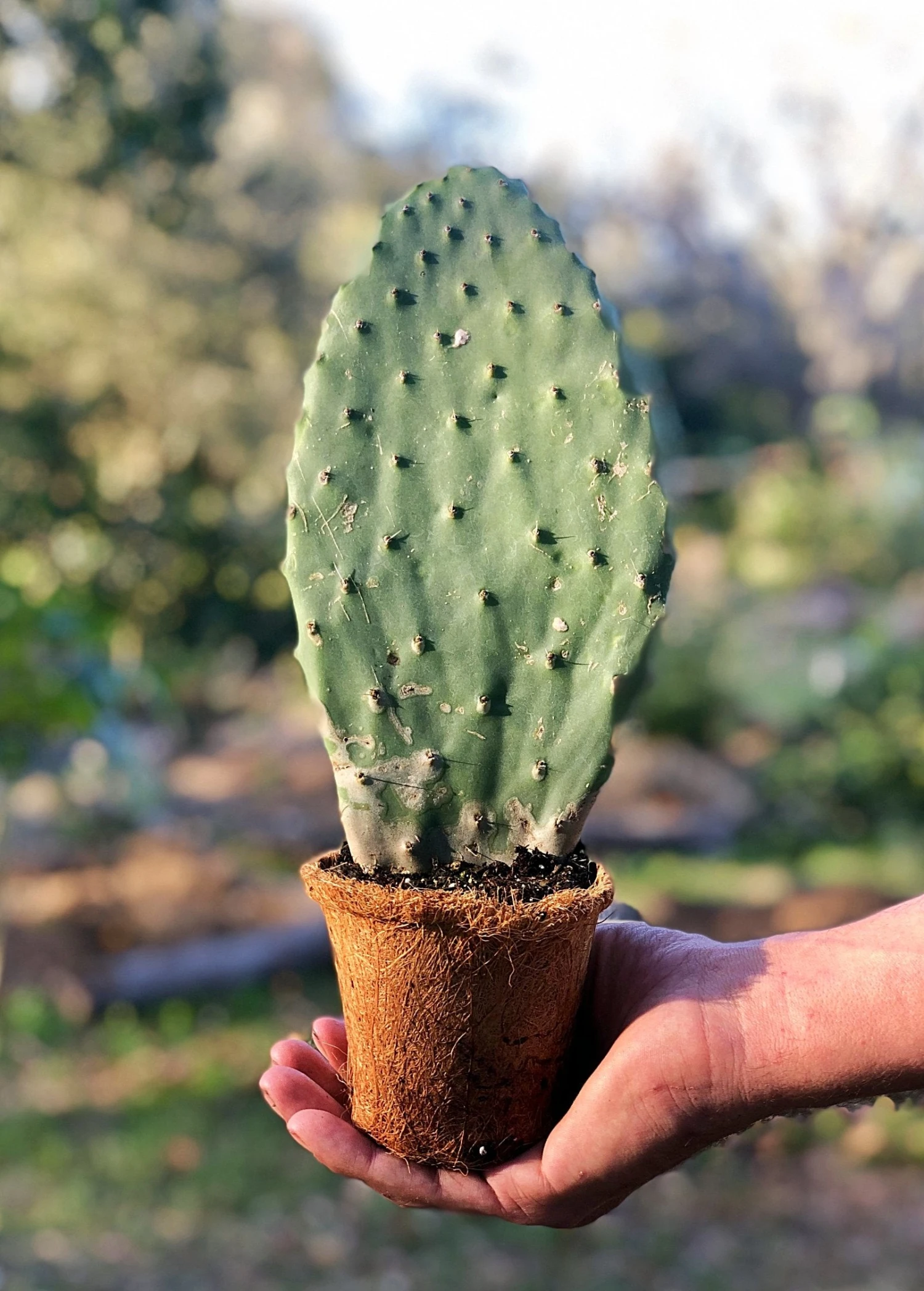 Sow Exotic Rare Fruiting Plants Nopales Cactus (Opuntia Matudae) 1 Sow Exotic Rare Fruiting Plants Nopales Cactus (Opuntia Matudae)