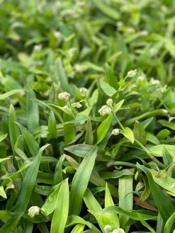 Sow Exotic Medicinal & Culinary Herbs Beijing Grass (Murdannia Loriformis)