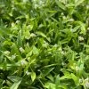 Sow Exotic Medicinal & Culinary Herbs Beijing Grass (Murdannia Loriformis)