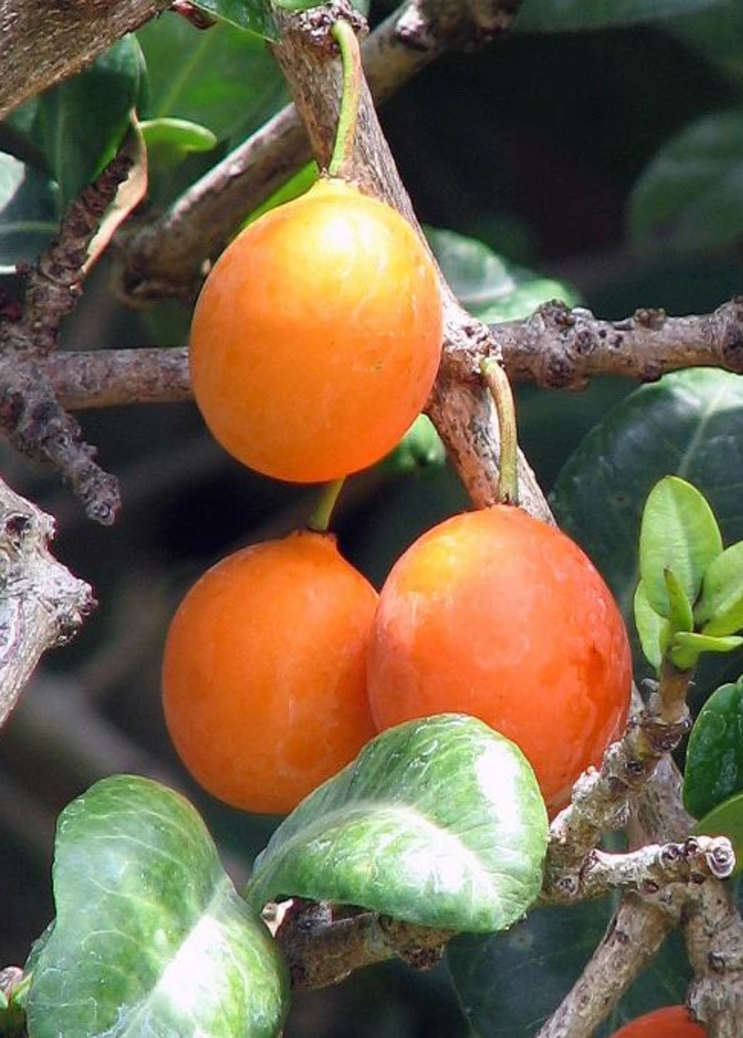Sow Exotic Imbe (Garcinia Livingstonei) 5 Sow Exotic Imbe (Garcinia Livingstonei)