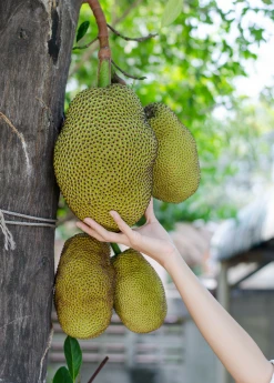Sow Exotic Jackfruit 'Black Gold' (Artocarpus Heterophyllus)