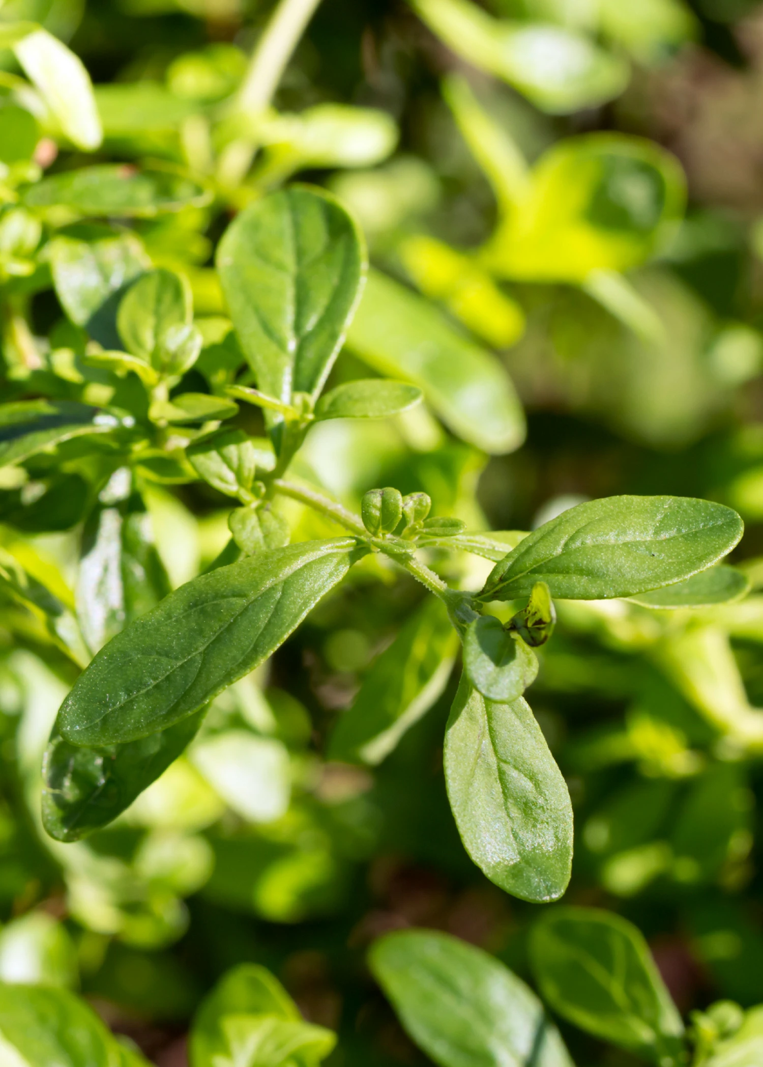 Sow Exotic Medicinal & Culinary Herbs Jamaican Mint Tree, Kama Sutra Mint (Satureja Viminea) 1 Sow Exotic Medicinal & Culinary Herbs Jamaican Mint Tree, Kama Sutra Mint (Satureja Viminea)