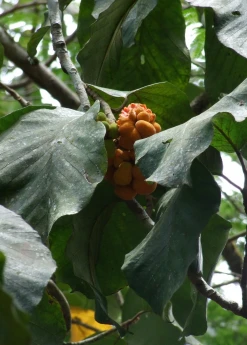 Sow Exotic Tropical Fruit & Spice Trees Lakoocha (Artocarpus Lacucha)