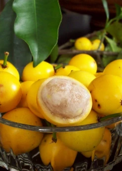Sow Exotic Tropical Fruit & Spice Trees Lemon Drop Mangosteen (Garcinia Intermedia)