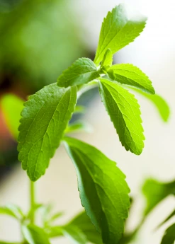 Sow Exotic Stevia (Stevia Rebaudiana) Medicinal & Culinary Herbs