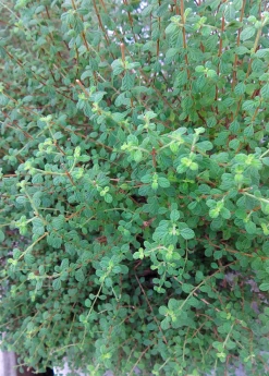 Sow Exotic Medicinal & Culinary Herbs Jamaican Oregano (Lippia Micromera)