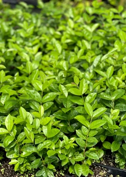 Sow Exotic Tropical Fruit & Spice Trees Cherry Of The Rio Grande (Eugenia Involucrata)